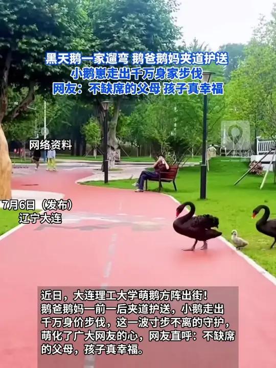 黑天鹅一家遛弯 鹅爸鹅妈夹道护送 小鹅崽走出千万身家步伐,网友:不缺席的父母 孩子真幸福