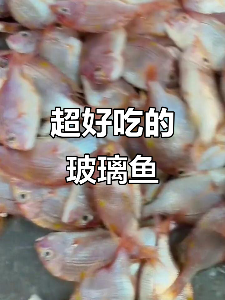 这款玻璃鱼超好吃,品质保证!