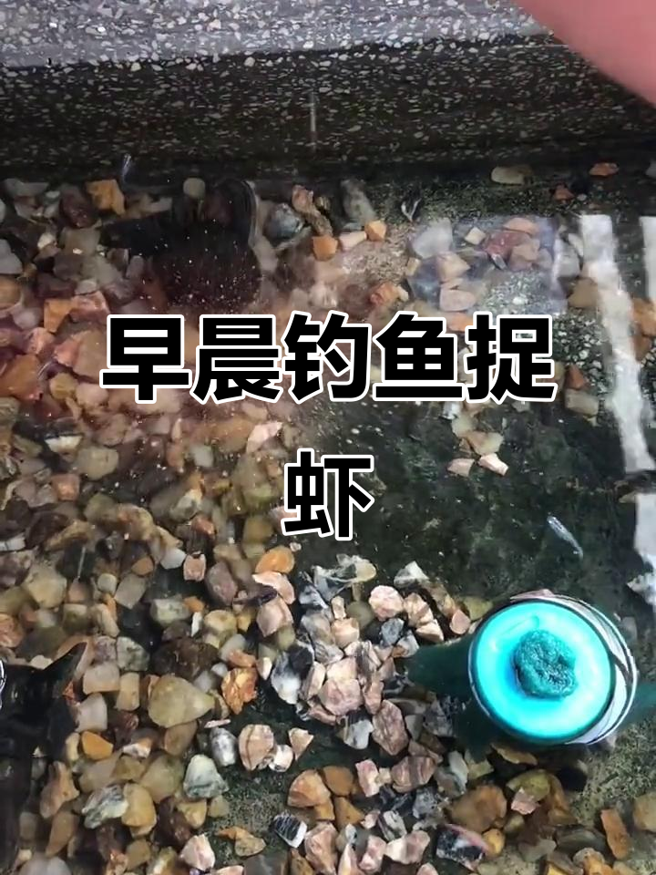 清晨池塘捕鱼,双色鱼和泥鳅大作战!