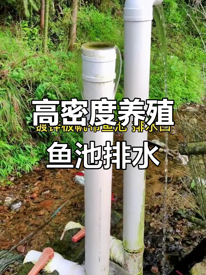 鱼池排水口设计揭秘：如何高效排污与控制水位