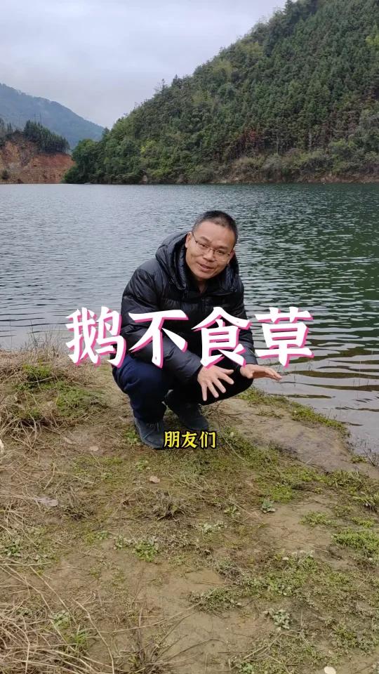 鹅不食草又叫通鼻草,你们见过吗?