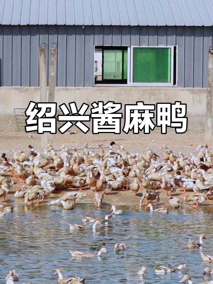 绍兴咸亨酱麻鸭,三年老鸭蒸熟,浓郁酱香