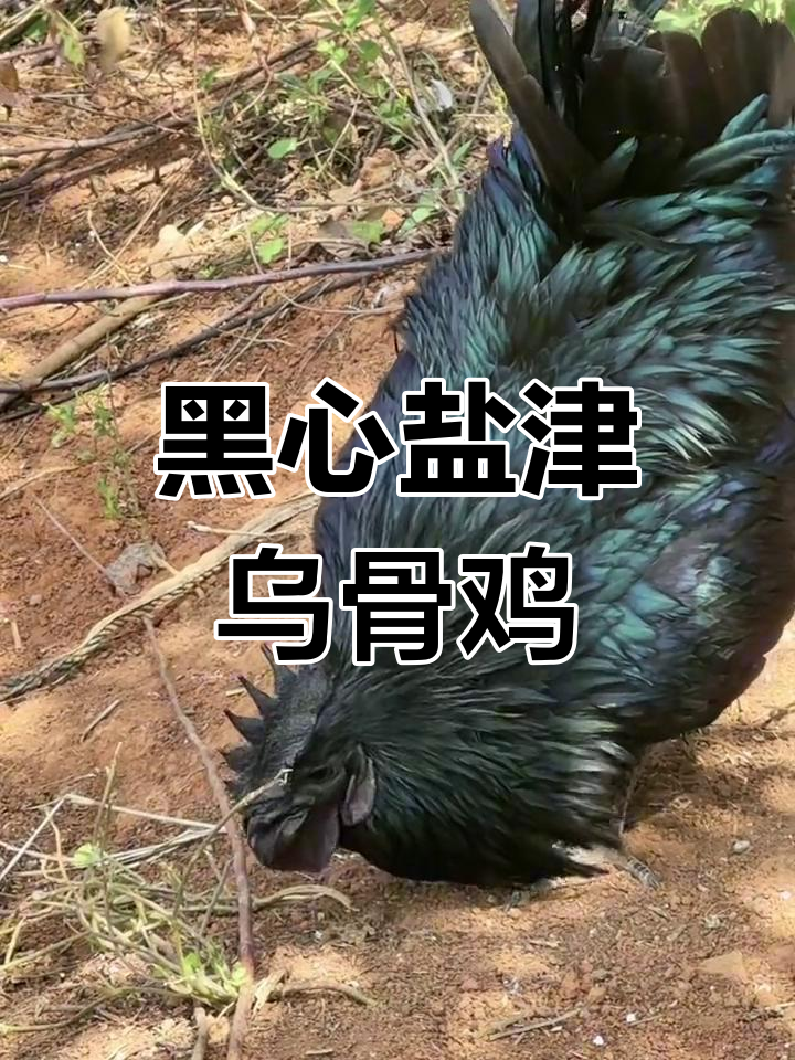 云南昭通盐津乌骨鸡：黑皮、黑肉，骨头内脏都是黑的