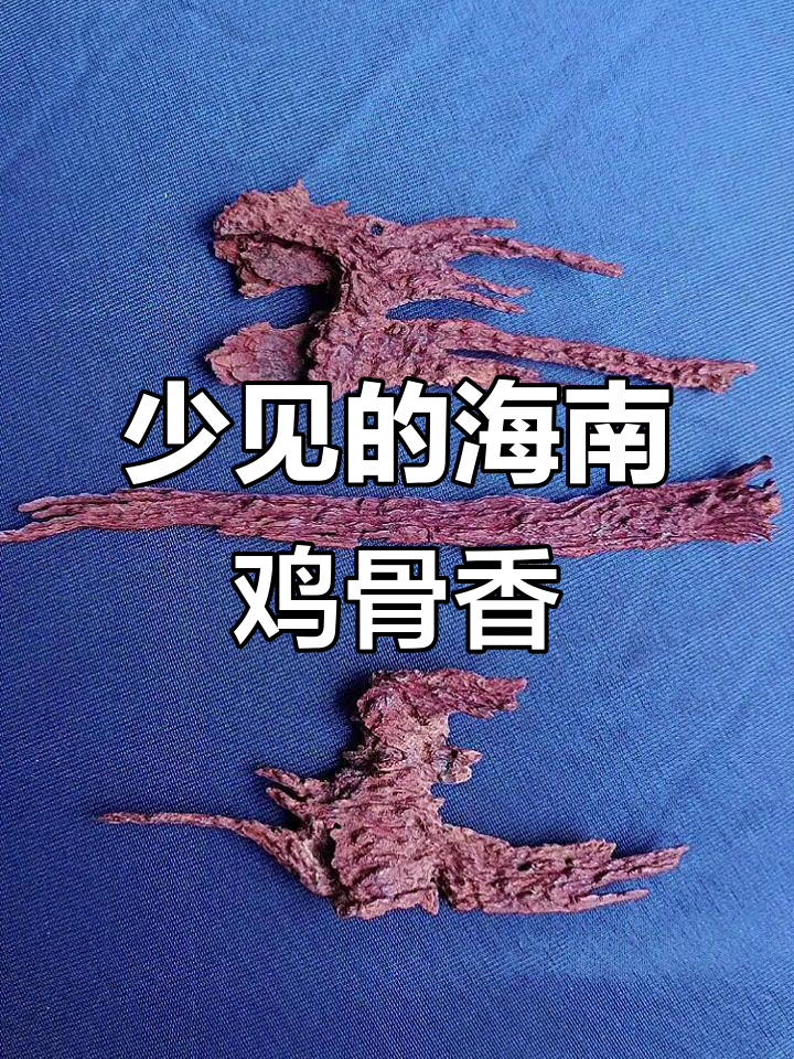海南鸡骨香,独特香气让人惊艳