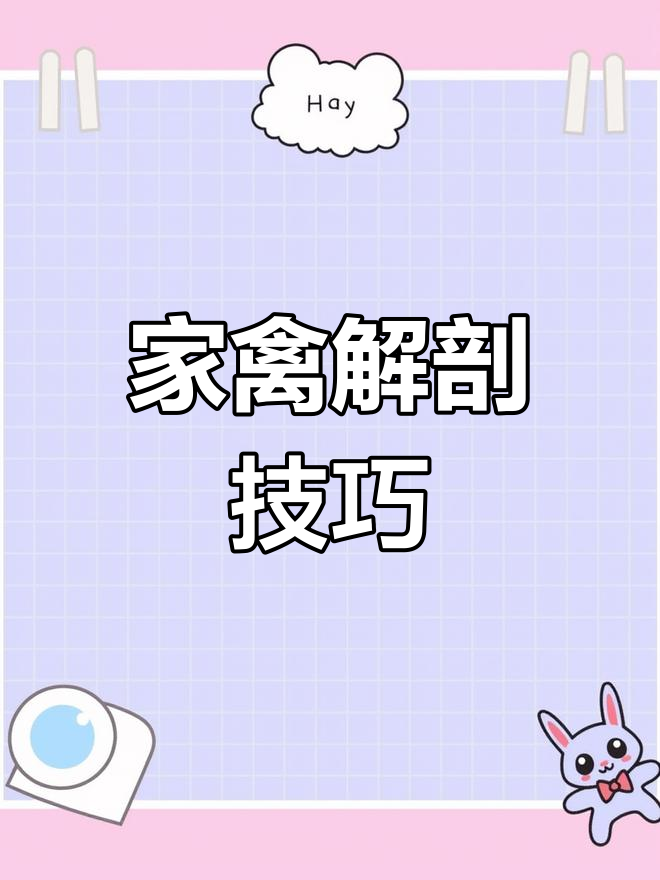 鸡解剖教程:详细步骤解析