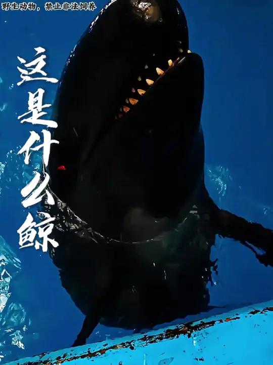 这是什么鲸?吃人吗?