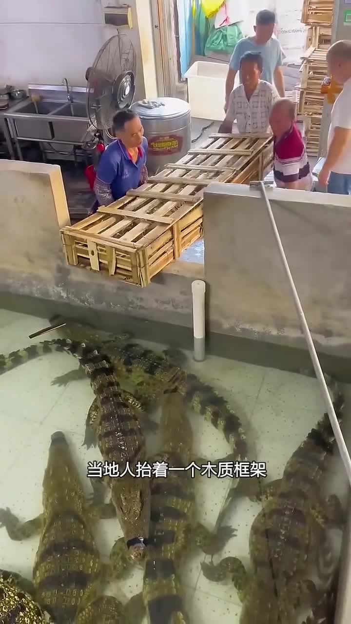 揭秘人工养殖鳄鱼全过程!