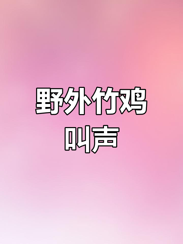 户外竹鸡鸣叫,野性十足的冲堂音