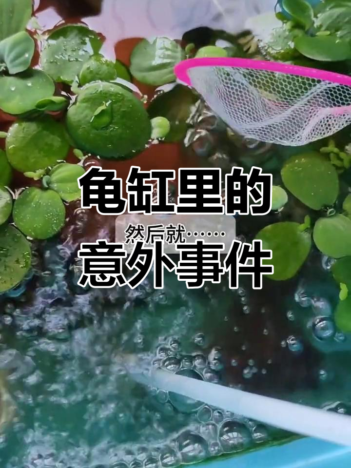 水芙蓉长得太快,金苔鼠缺氧死亡,乌龟开始吃肉了