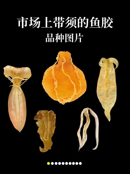 带须的鱼胶品种和图片