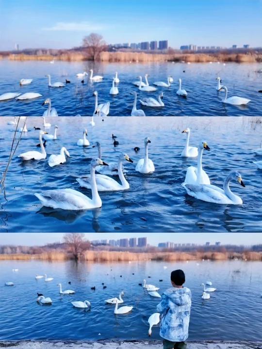 三门峡两天一夜|赏天鹅泡温泉游地坑院