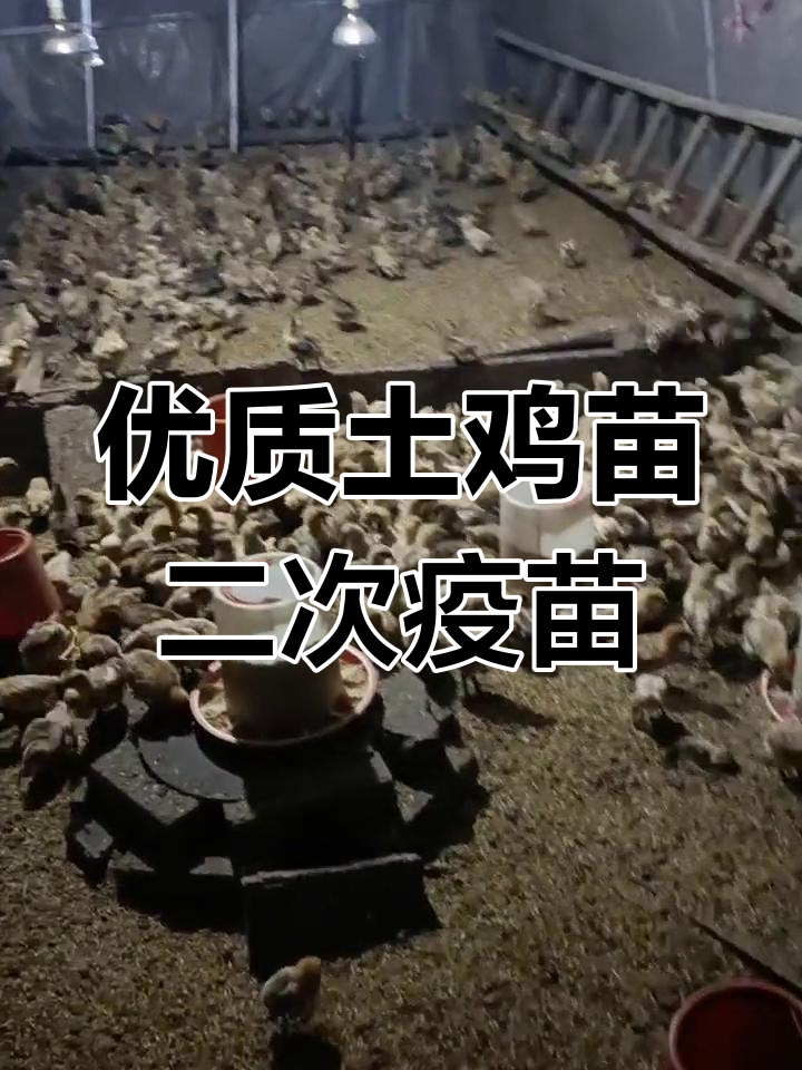 红冠乌皮土鸡苗接种疫苗,健康成长每一天