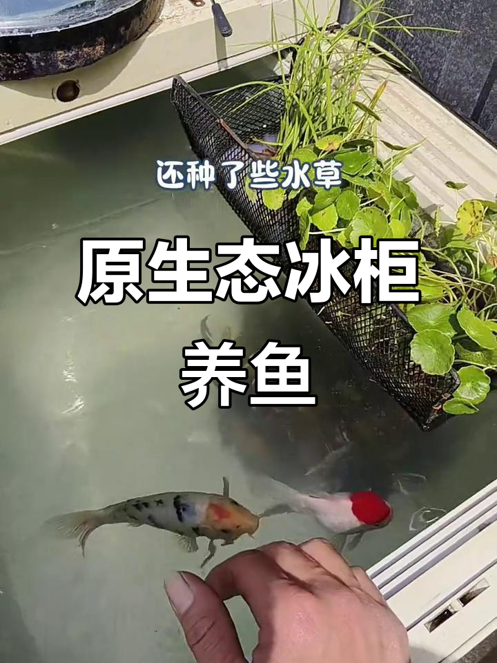 打造原生态冰柜鱼缸,简单又实用