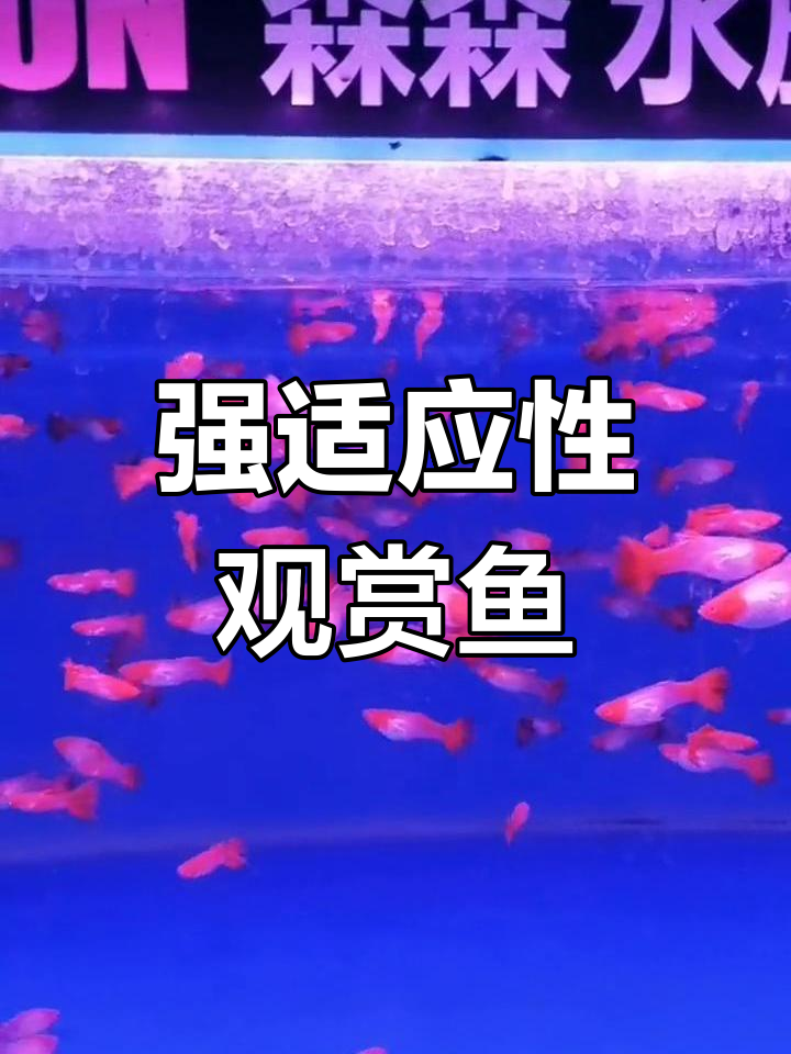 适应性强,温润饲养的鸿运鱼