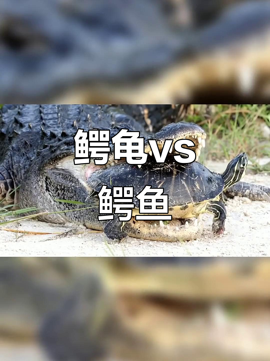 鳄龟挑战鳄鱼，结果竟然被秒！