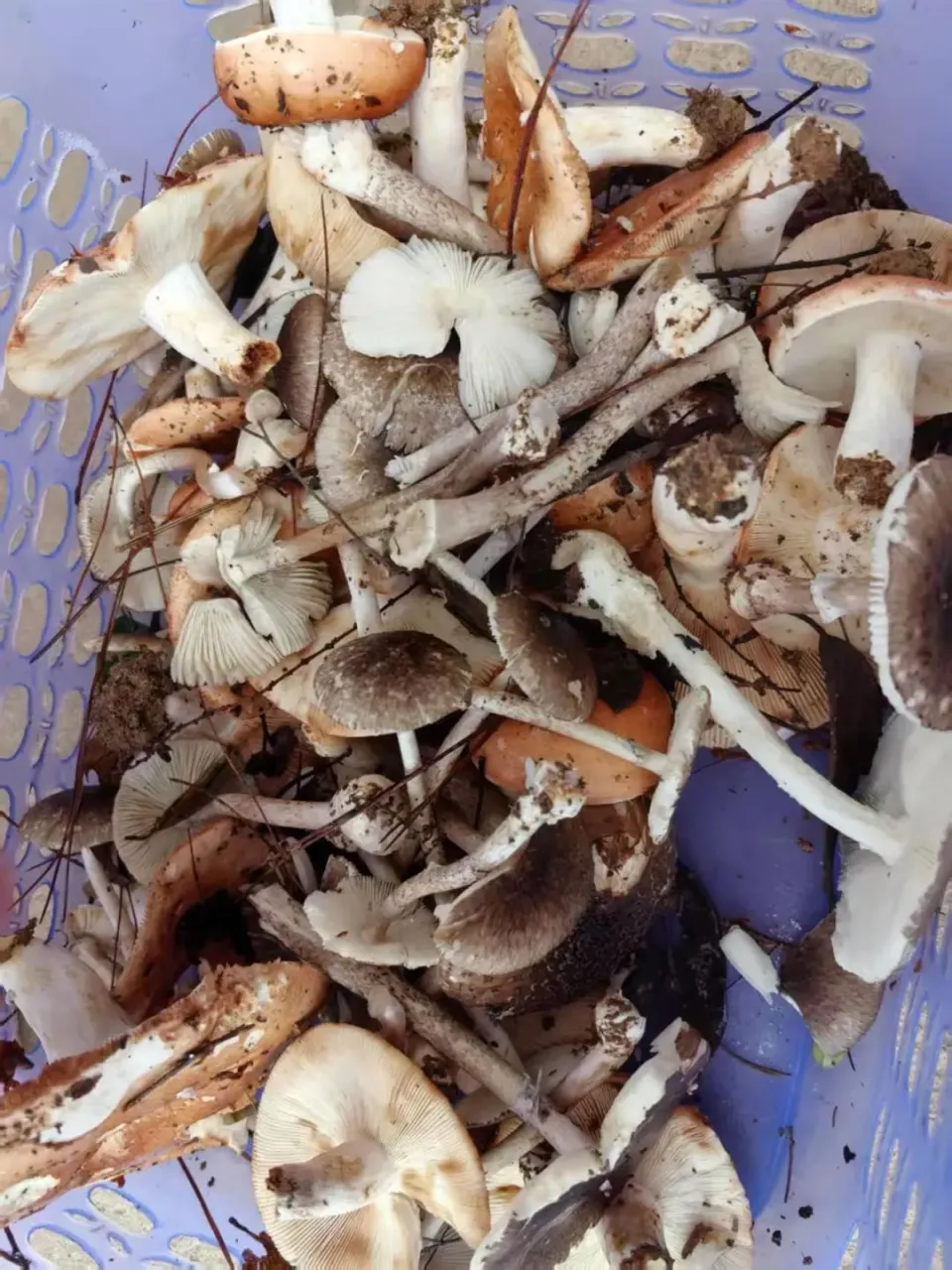 采食剧毒鹅膏菌一家6口进ICU,5岁男童治疗多日不幸去世