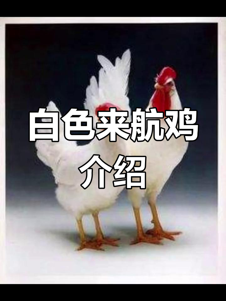 白莱行鸡品种解析