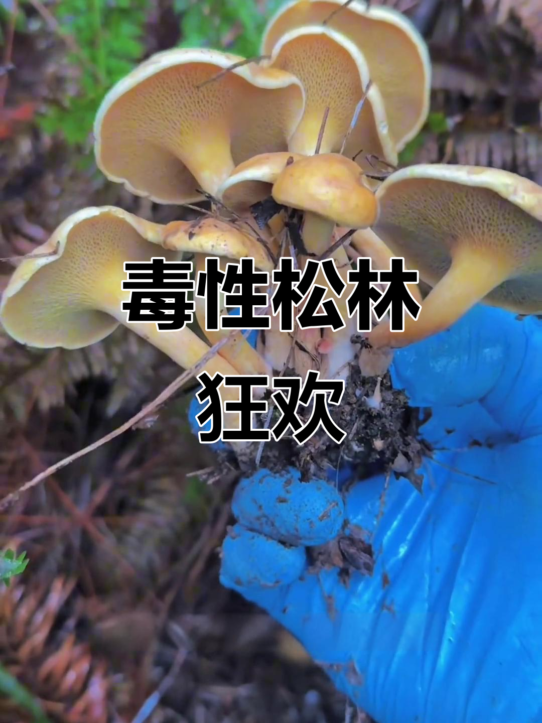 10月重庆“黏盖”实为毒菌,季节狂欢藏危险