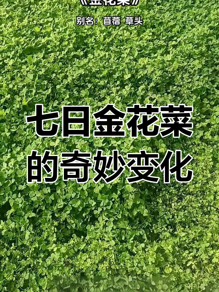 金花菜的味道与功效,七天泡水变神奇