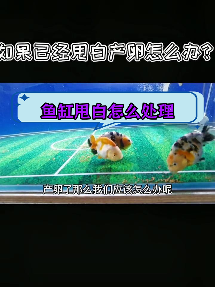 公母鱼产卵后如何处理?避免团灭的关键