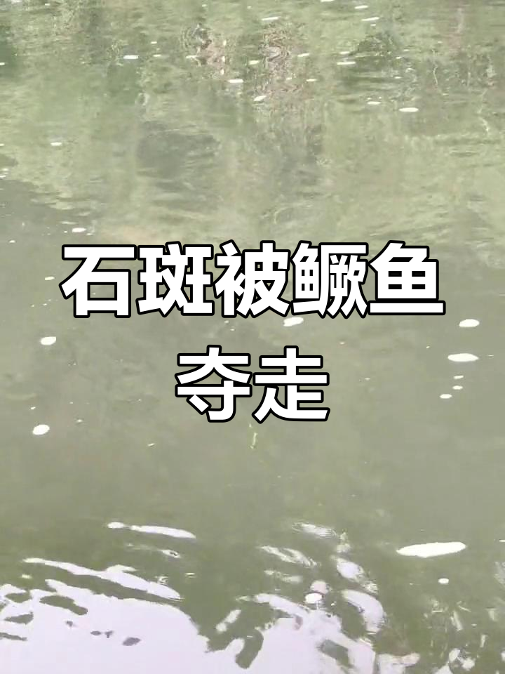 钓石斑时,鳜鱼突然抢食,真是出乎意料!