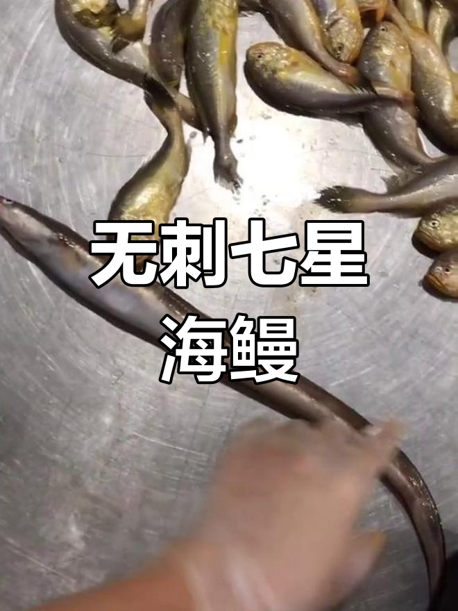 称心海鳗:背有七星斑点,无刺更美味