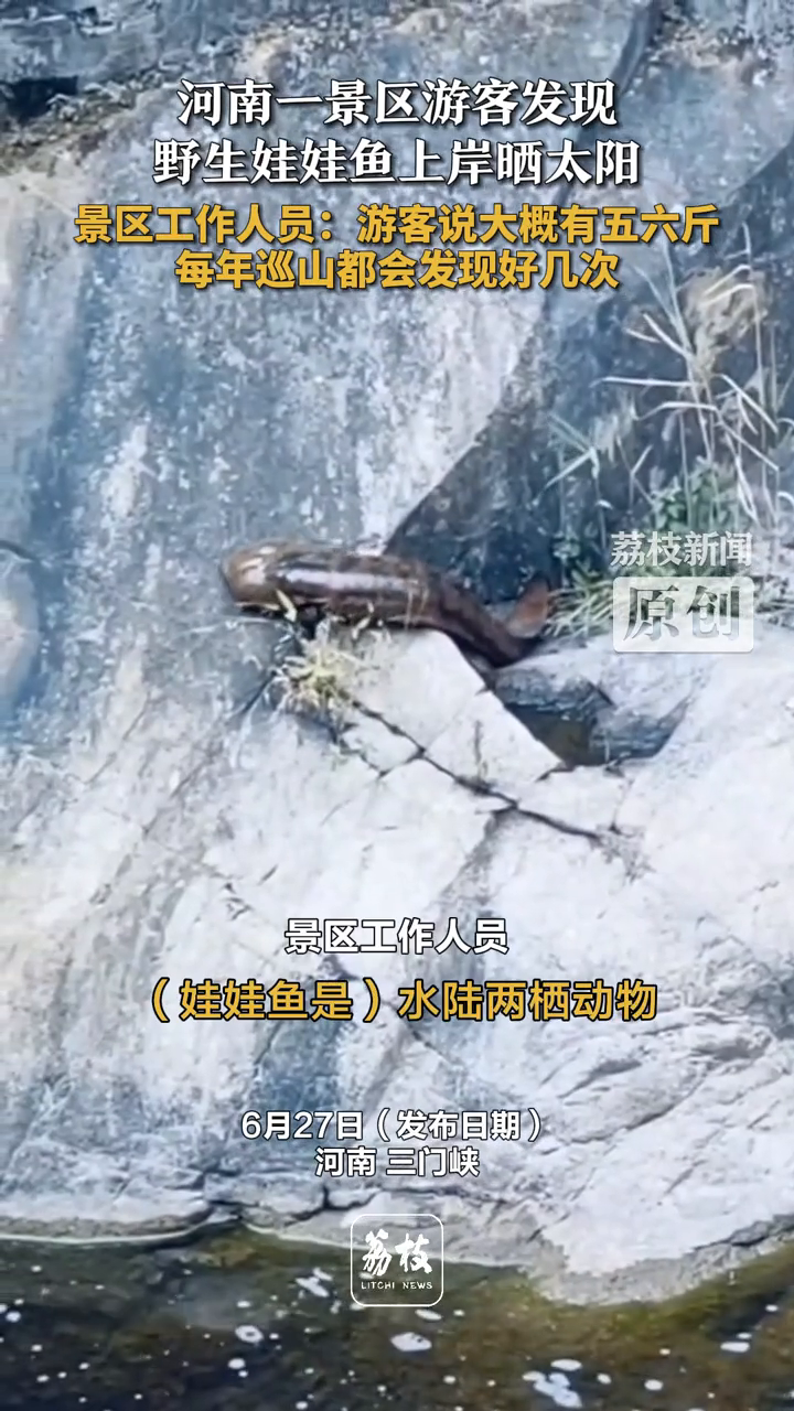 河南一景区游客发现 野生娃娃鱼上岸晒太阳