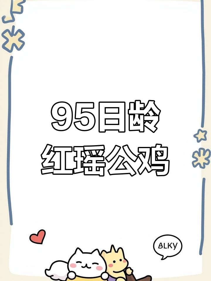 红瑶公鸡95日龄体重与料比