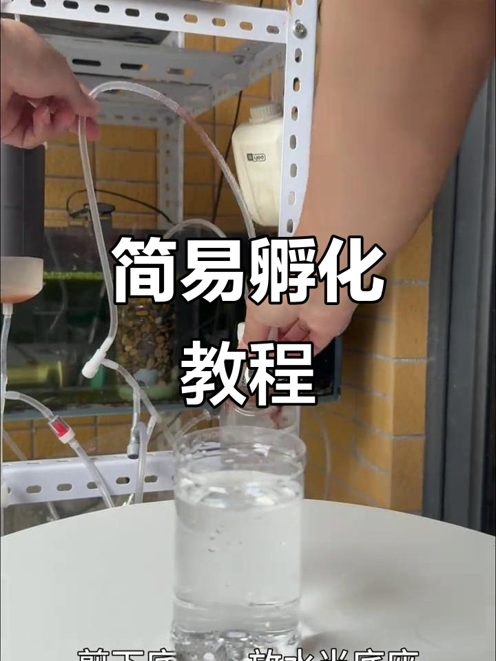用水瓶轻松孵化丰年虾，小鱼营养满满！