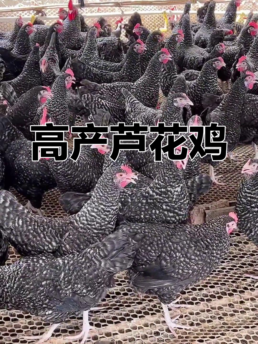 芦花鸡:土鸡之王,公母搭配高产蛋