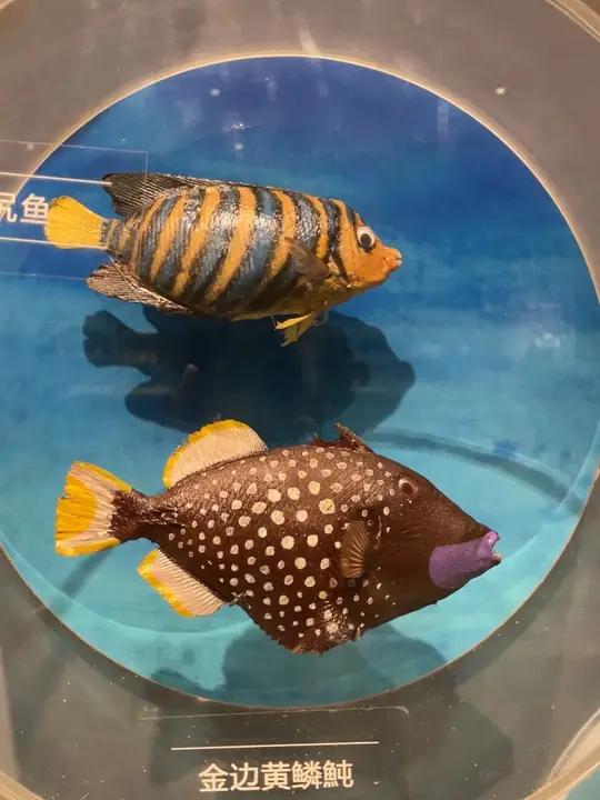 奇特的海鱼标本,在海南省博物馆