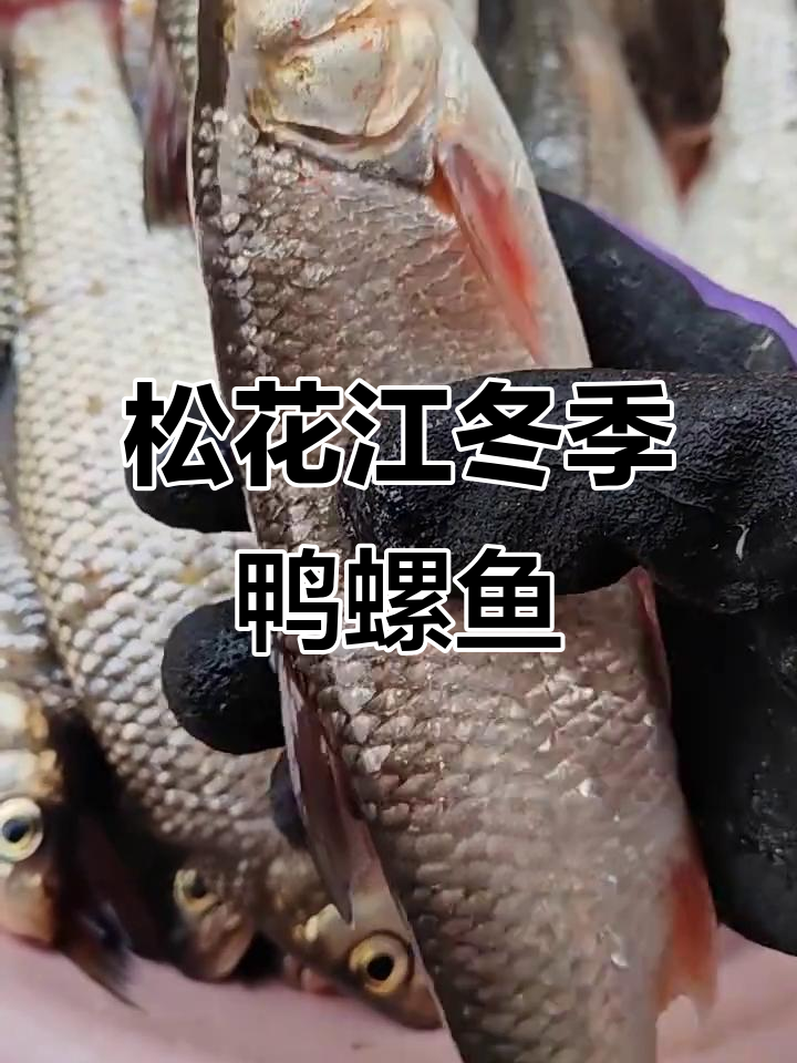 松花江冬捕鸭螺鱼，鲜美无比！炖粉条白菜更美味