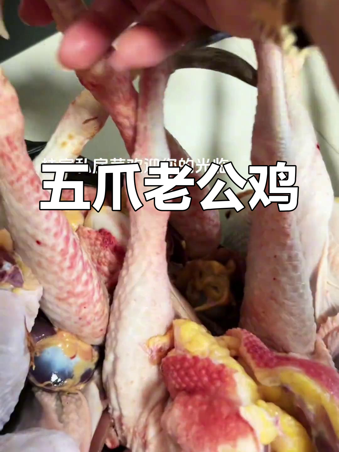 精选五爪老公鸡,枣子长得特别长