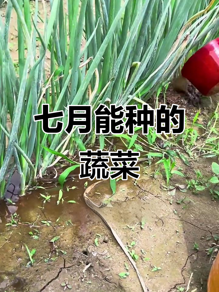 七月份种菜指南：这些蔬菜最适合高温天气