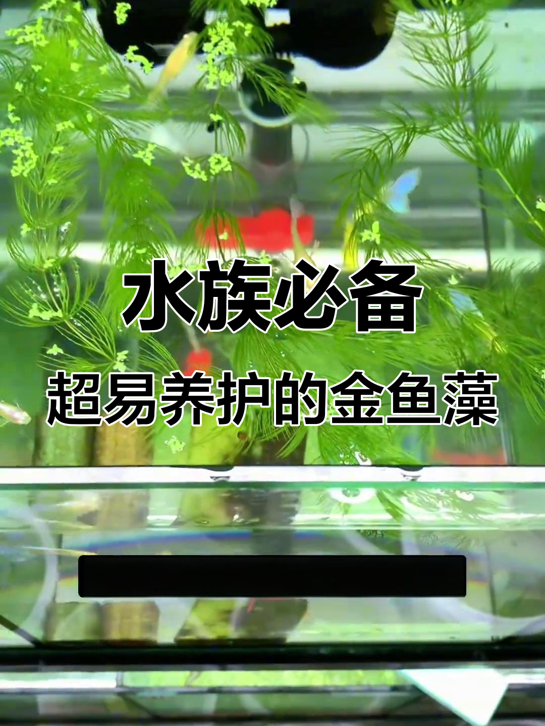 轻松养水草,快速长成金鱼藻