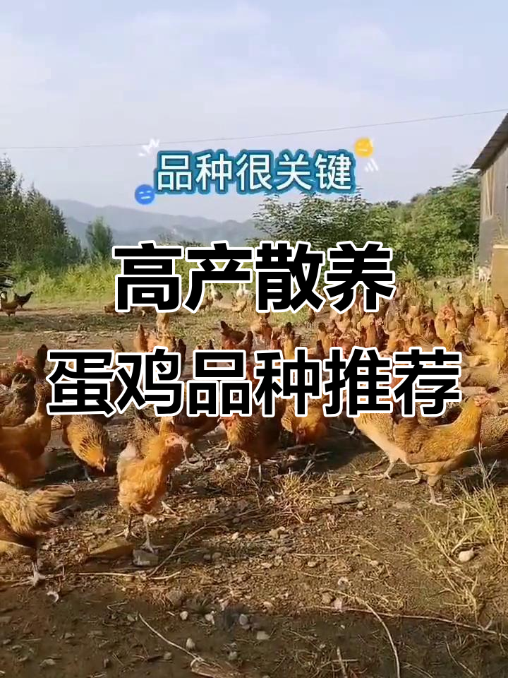 散养蛋鸡品种选择指南：哪些高产又适合你？