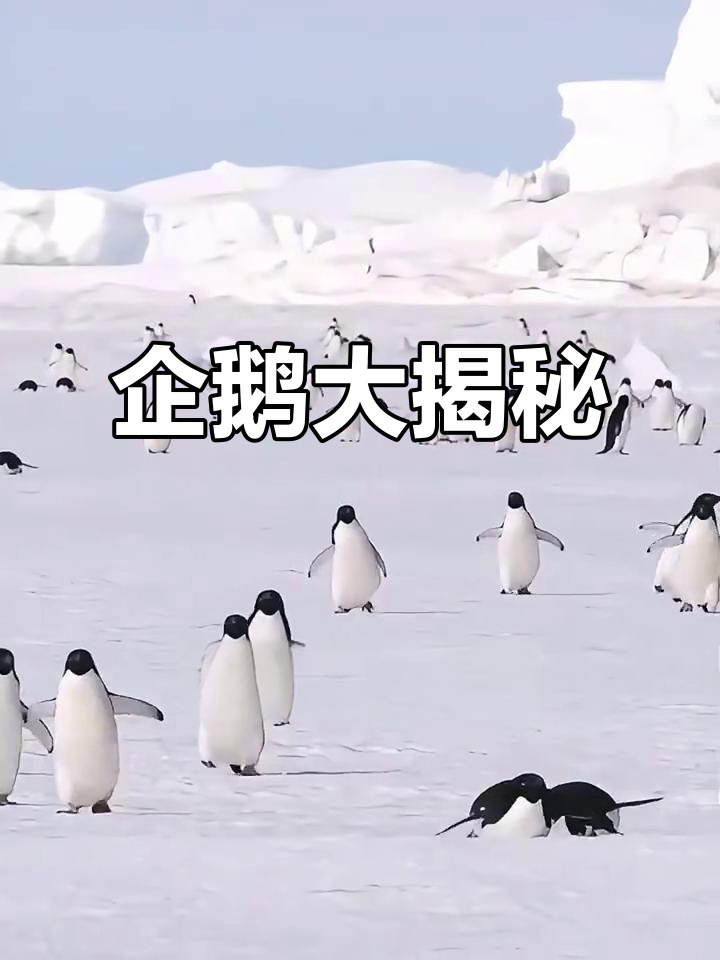 南极企鹅种类繁多,你最喜欢哪一种?