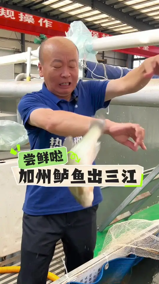 今日拍摄七星农场加州鲈鱼养殖基地视频