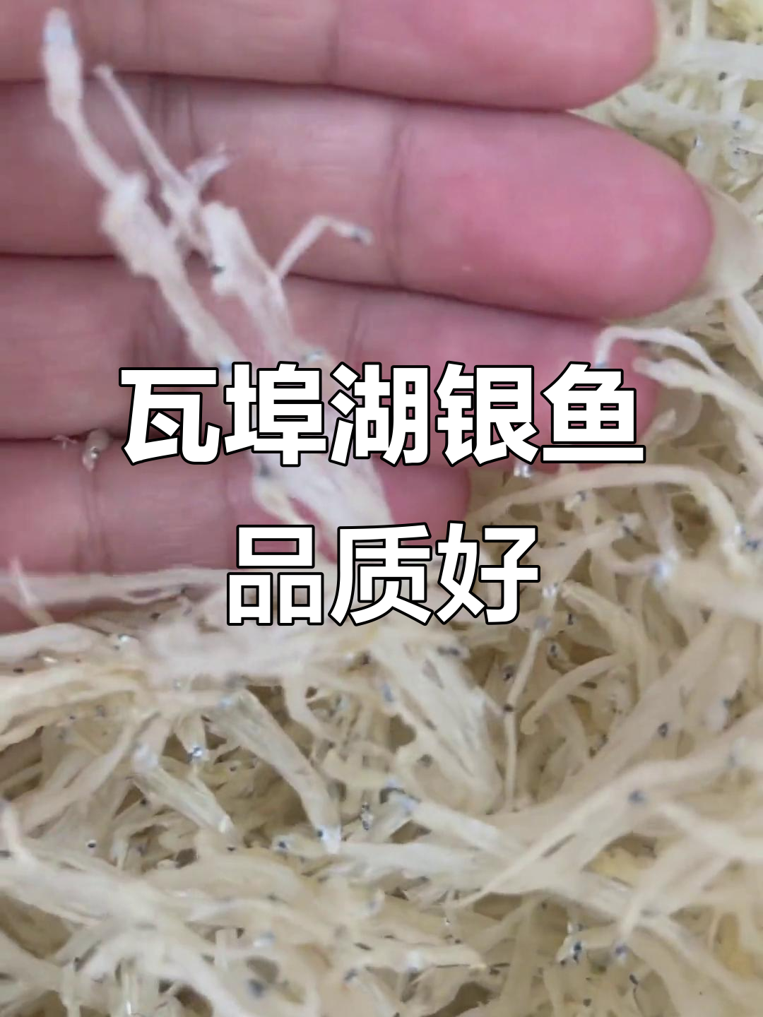 瓦埠湖银鱼质量上乘，万步湖大桥通车更方便