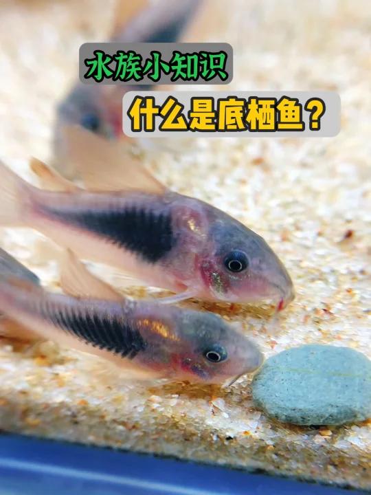 原来这就是底栖鱼,怎么喂养它们才不容易死?