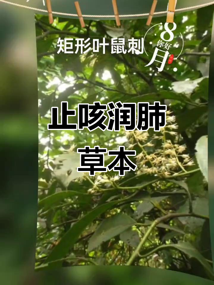 鸡骨柴,止咳润肺的常绿灌木