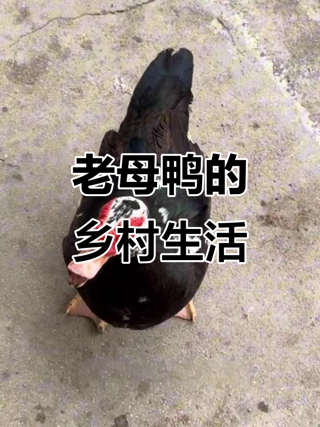 这只老母鸭太可爱了，看到我就跑过来洗澡