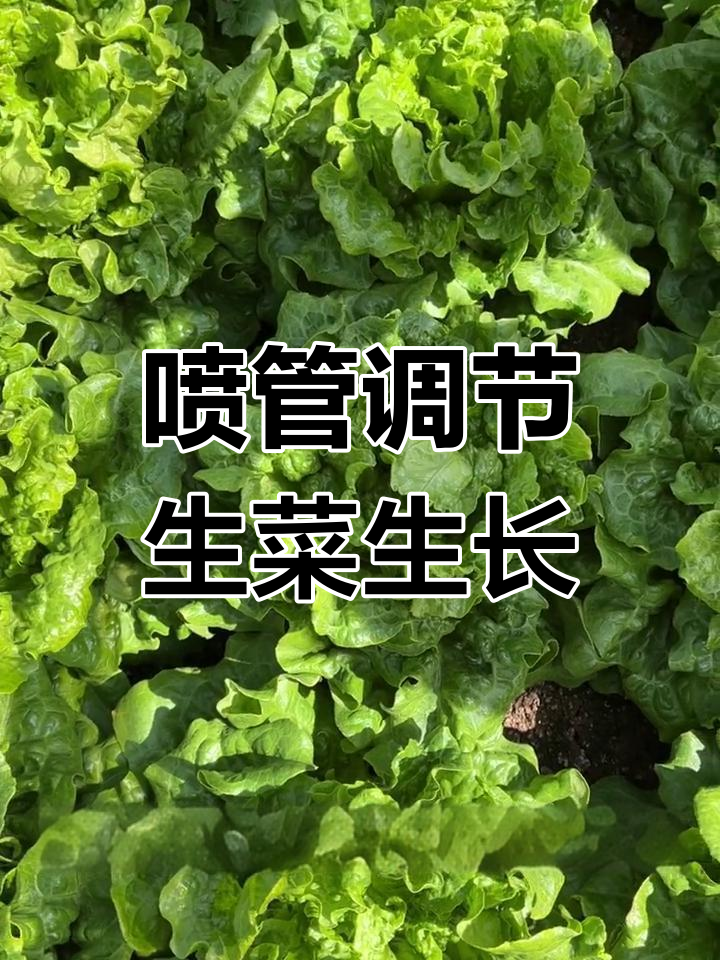 生菜散心药使用技巧,事半功倍