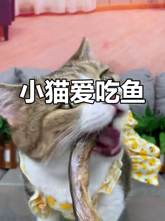 猫咪吃小鱼干,表情超萌