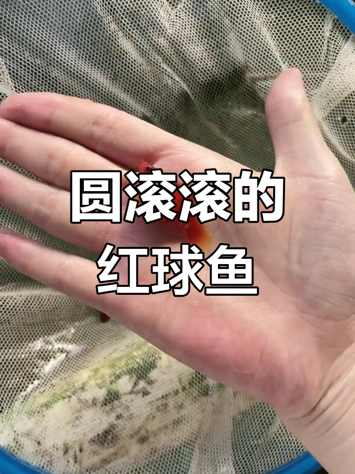 红球鱼:可爱又皮实的胎生鱼类