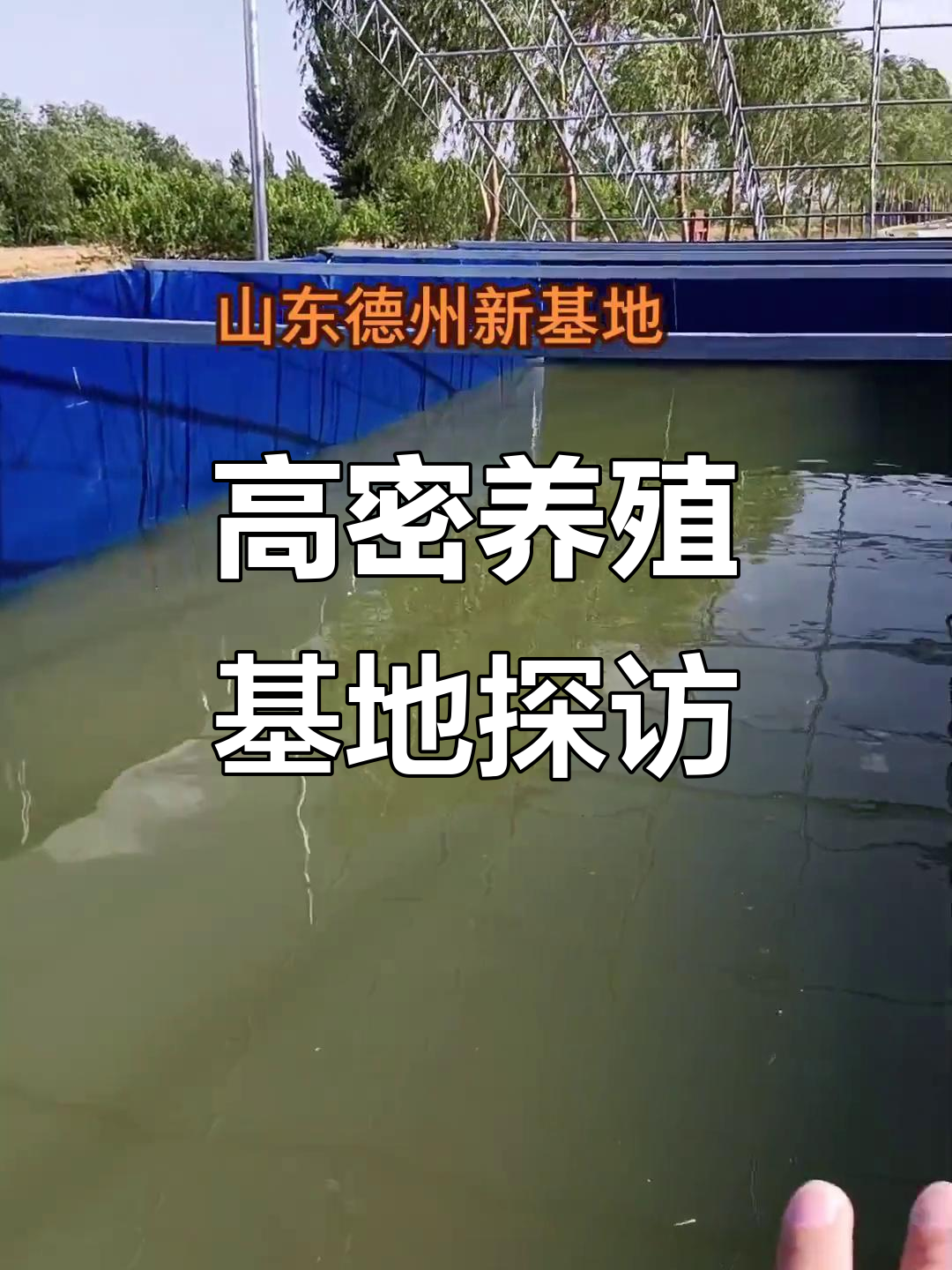 山东德州七亩大棚建设,高密度养鱼池细节揭秘