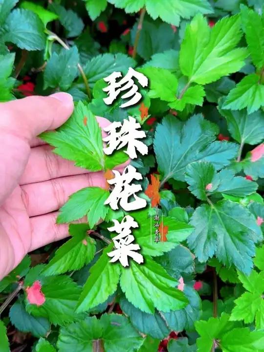 很多潮汕人都喝过的一道汤!#潮汕青草 #青草文化 #珍珠花菜