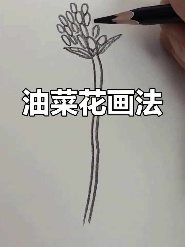 春天油菜花简笔画教程