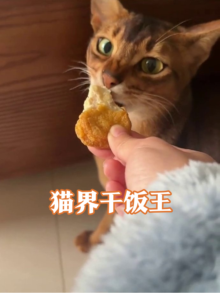 猫咪偷吃炸鸡全程:这小嘴巴嚼得比谁都香!