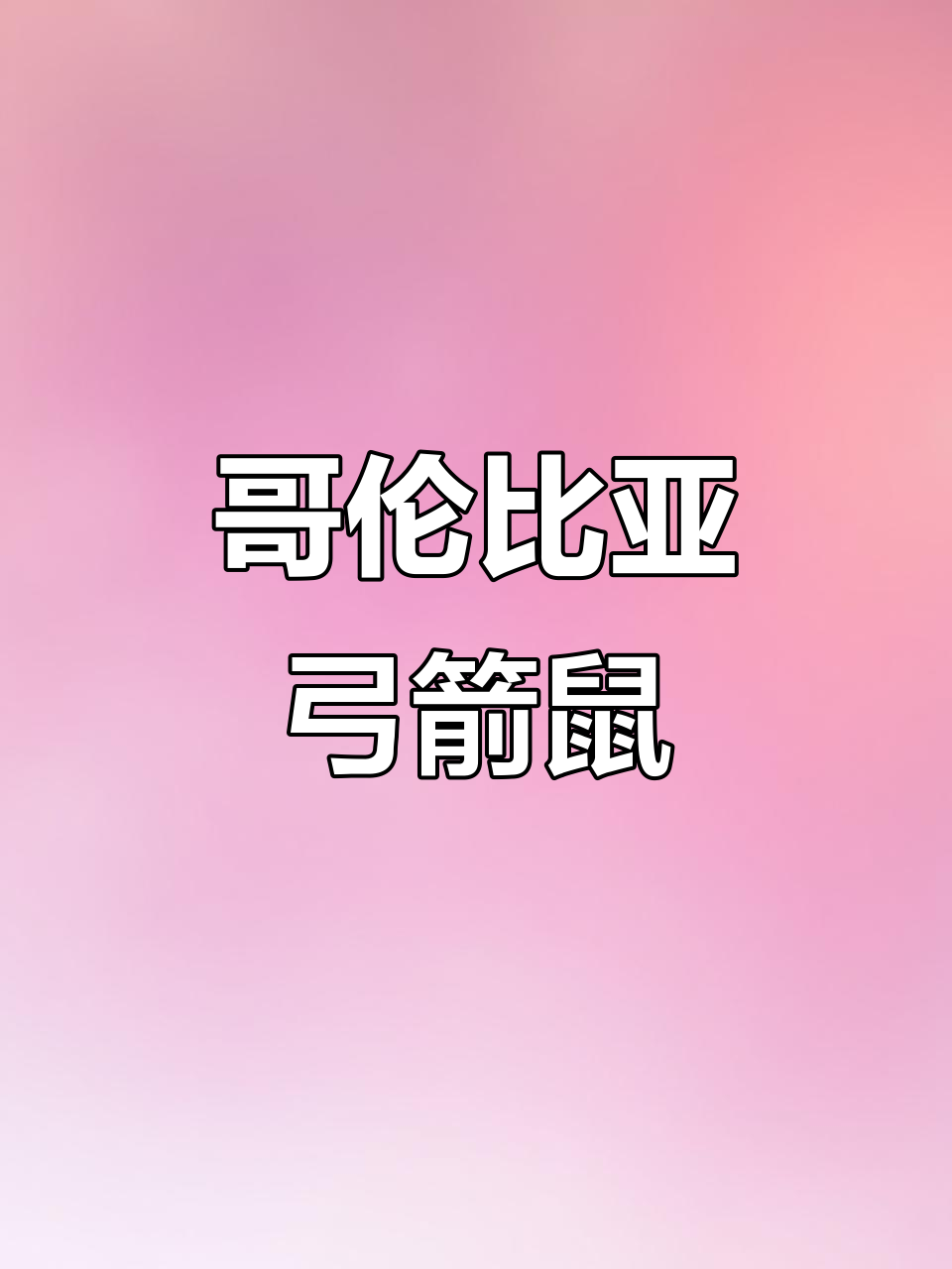 哥伦比亚弓箭鼠鱼:短胖可爱,水族馆常见入门品种